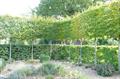 european hornbeam,horn beam,horse beech,white beech,yoke elm,charmille,hurst beech,اولس،شرم، شرم دار